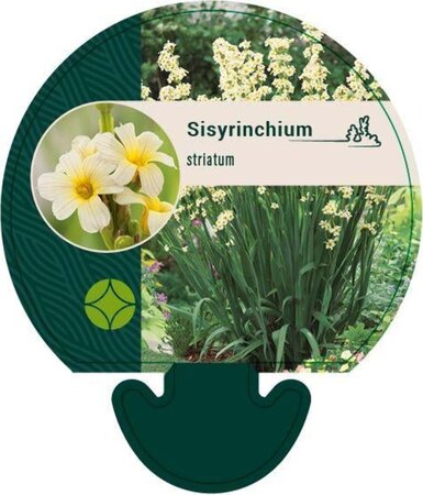Sisyrinchium striatum geen maat specificatie 0,55L/P9cm