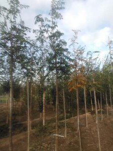 Sorbus aucuparia edulis 12-14 Hoogstam wortelgoed 2 X verplant - afbeelding 2