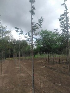 Sorbus aucuparia 10-12 Hoogstam wortelgoed - afbeelding 2