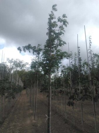 Sorbus aucuparia 12-14 Hoogstam wortelgoed 2 X verplant