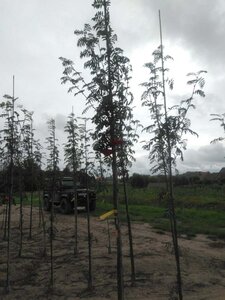 Sorbus aucuparia 8-10 Hoogstam wortelgoed - afbeelding 3
