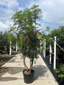 Sorbus 'Dodong' 250-300 cm container meerstammig