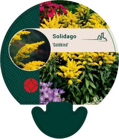 Solidago 'Goldkind' geen maat specificatie 0,55L/P9cm - afbeelding 1