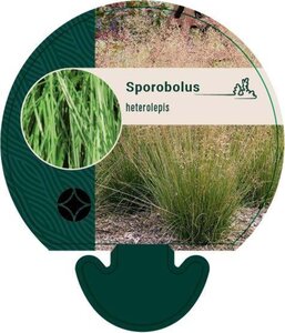 Sporobolus heterolepis geen maat specificatie 0,55L/P9cm - afbeelding 2