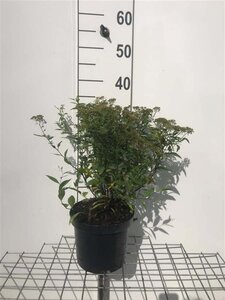 Spiraea jap. 'Albiflora' 30-40 cm cont. 3,0L - afbeelding 1