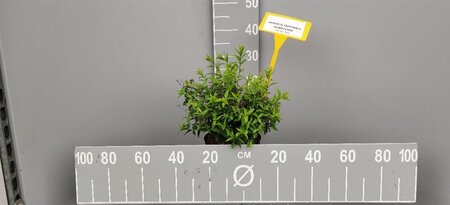 Spiraea jap. 'Albiflora' 30-40 cm cont. 3,0L - afbeelding 2