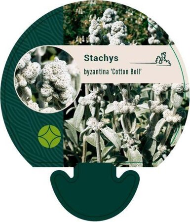 Stachys byzantina 'Cotton Boll' geen maat specificatie 0,55L/P9cm