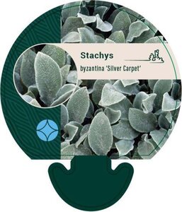 Stachys byzantina 'Silver Carpet' geen maat specificatie 0,55L/P9cm - afbeelding 3