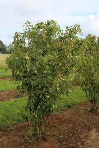 Staphylea colchica 60-80 cm container - afbeelding 4