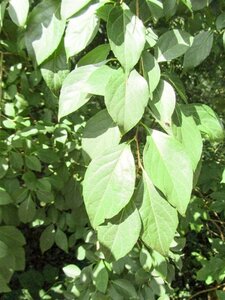 Styrax japonicus 100-125 cm container - afbeelding 1