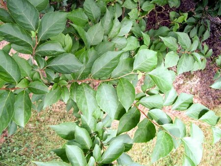 Styrax japonicus 100-125 cm container - afbeelding 4