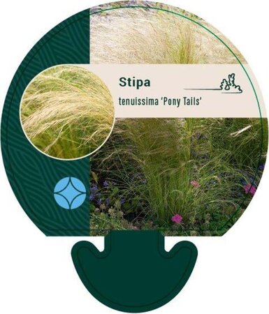 Stipa tenuissima 'Ponytails' geen maat specificatie 0,55L/P9cm - afbeelding 9
