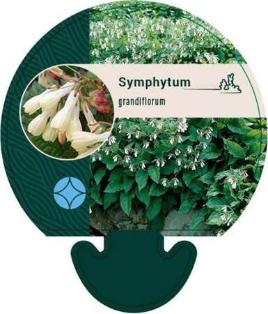 Symphytum grandiflorum geen maat specificatie 0,55L/P9cm - afbeelding 3