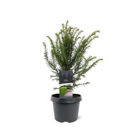 Taxus baccata 30-40 cm cont. 3,0L - afbeelding 6