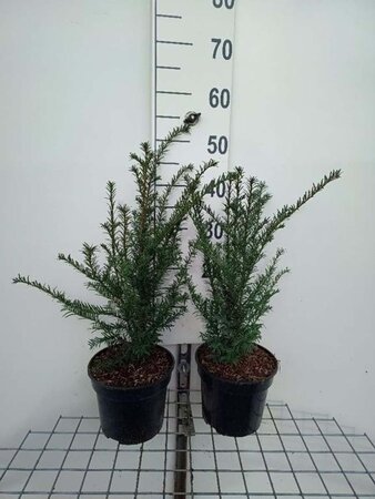 Taxus baccata 40-50 cm cont. 3,0L - afbeelding 2