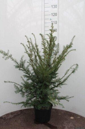 Taxus baccata 60-80 cm cont. 5,0L - afbeelding 1