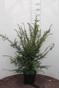 Taxus baccata 60-80 cm cont. 5,0L - afbeelding 1