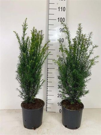Taxus baccata 60-80 cm cont. 5,0L - afbeelding 3