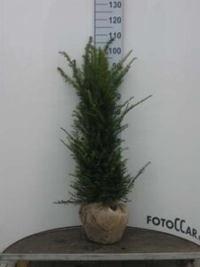 Taxus baccata 80-100 cm met kluit - afbeelding 13