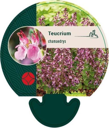 Teucrium chamaedrys geen maat specificatie 0,55L/P9cm - afbeelding 4