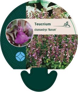 Teucrium cham. 'Nanum' geen maat specificatie 0,55L/P9cm - afbeelding 2