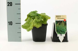 Tellima grandiflora geen maat specificatie 0,55L/P9cm - afbeelding 4