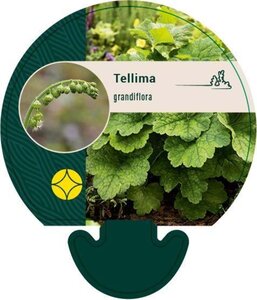 Tellima grandiflora geen maat specificatie 0,55L/P9cm - afbeelding 3