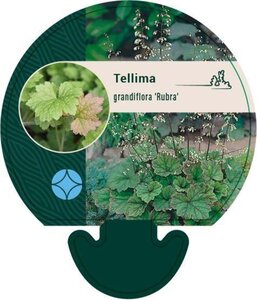 Tellima grandiflora 'Rubra' geen maat specificatie 0,55L/P9cm