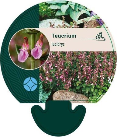 Teucrium lucidrys geen maat specificatie 0,55L/P9cm - afbeelding 3