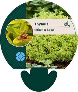 Thymus citriod. 'Aureus' geen maat specificatie 0,55L/P9cm - image 2