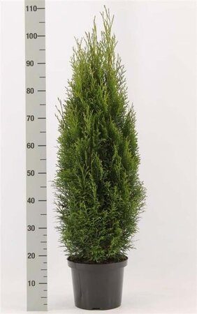 Thuja occ. 'Smaragd' 80-100 cm cont. 5,0L - afbeelding 4