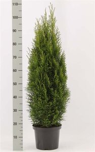 Thuja occ. 'Smaragd' 80-100 cm cont. 5,0L - afbeelding 2