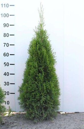 Thuja occ. 'Smaragd' 80-100 cm met kluit - afbeelding 6