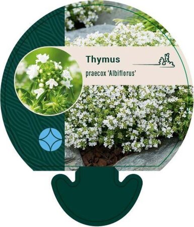 Thymus praecox 'Albiflorus' geen maat specificatie 0,55L/P9cm - afbeelding 3