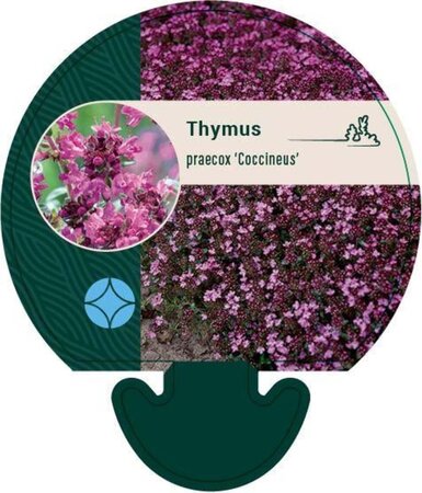 Thymus praecox 'Coccineus' geen maat specificatie 0,55L/P9cm - afbeelding 3