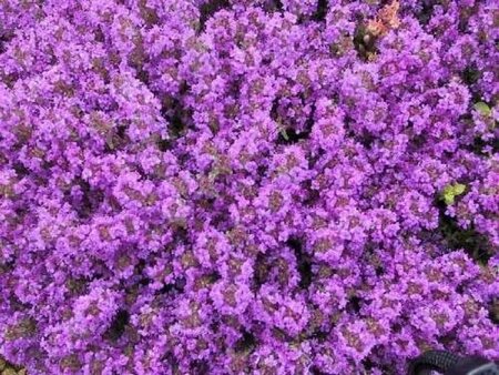 Thymus praecox 'Purple Beauty' geen maat specificatie 0,55L/P9cm - afbeelding 2