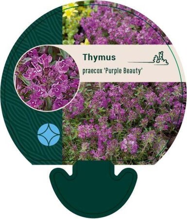 Thymus praecox 'Purple Beauty' geen maat specificatie 0,55L/P9cm - afbeelding 1