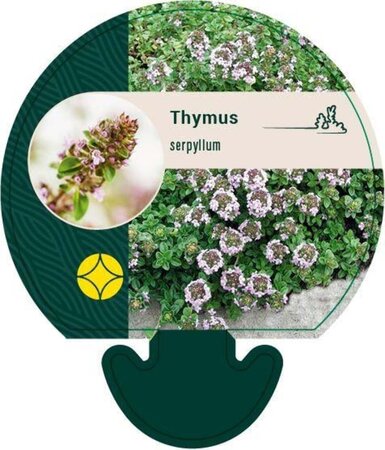 Thymus serpyllum geen maat specificatie 0,55L/P9cm - afbeelding 3