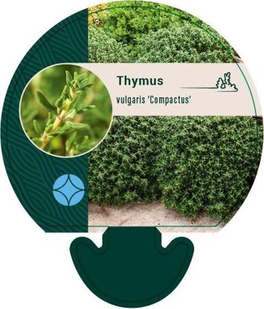 Thymus v. 'Compactus' geen maat specificatie 0,55L/P9cm - afbeelding 2