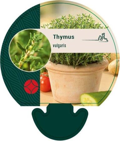 Thymus vulgaris geen maat specificatie 0,55L/P9cm - afbeelding 3