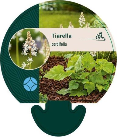 Tiarella cordifolia geen maat specificatie 0,55L/P9cm - afbeelding 2