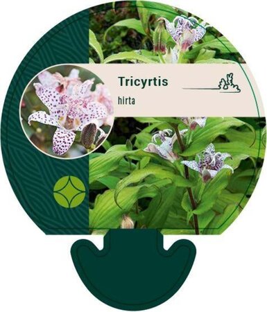 Tricyrtis hirta geen maat specificatie 0,55L/P9cm - afbeelding 2