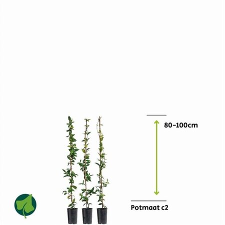 Trachelospermum jasminoides 80-100 cm rozenpot 2L