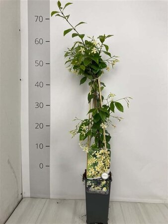 Trachelospermum jasminoides 'Yellow Star' 60-70 cm cont. 2,0L - afbeelding 1