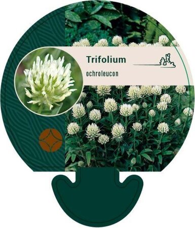 Trifolium ochroleucon geen maat specificatie 0,55L/P9cm