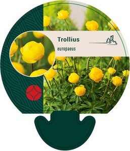 Trollius europaeus geen maat specificatie 0,55L/P9cm - afbeelding 4