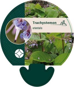 Trachystemon orientalis geen maat specificatie 0,55L/P9cm - afbeelding 3