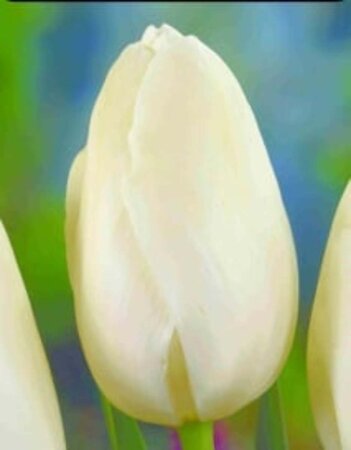 Tulipa 'Maureen' geen maat specificatie bloembol