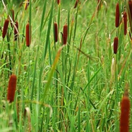Typha angustifolia geen maat specificatie 0,55L/P9cm - image 3