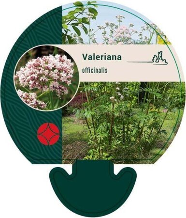 Valeriana officinalis geen maat specificatie 0,55L/P9cm - afbeelding 8